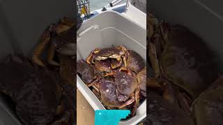 2024 crabbing season in Seattle marine area 10 was a success [upl. by Ennahteb611]