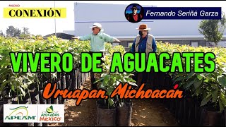 VIVERO DE AGUACATES EN URUAPAN MICHOACAN [upl. by Hunt]