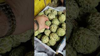 custard apple sharifa fruit mandi vlog online delivery available mandivlog custardapple sharifa [upl. by Dalpe]