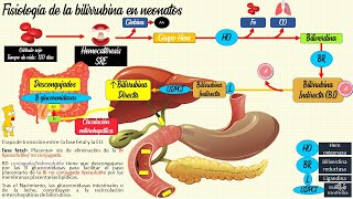 Ictericia neonatal Fisiológica y patológica👶 PEDIATRÍA [upl. by Constancia]