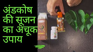 अंडकोष में सूजन और दर्द का अचूक उपाय  scrotal sweeling and pain Treatment [upl. by Emsoc]