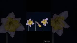 Beautiful blooming flower time lapse video timelapse [upl. by Ainnek108]