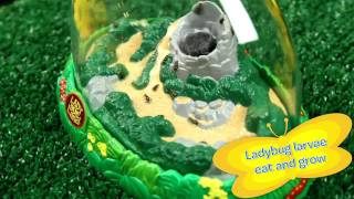 Grow Ladybugs at Home  Ladybug Land  Insect Lore [upl. by Cinimod]