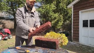 Repotting Thuja Bonsai [upl. by Adnil]