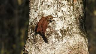 Straight billed woodcreeper [upl. by Milman]