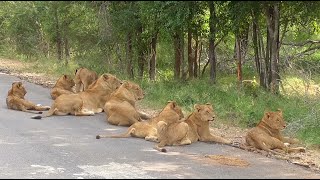 South Africa Krugerpark incl The Big Five [upl. by Atinaj]