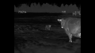 Rancher has a HUGE Coyote Problem  45 Coyotes down with the HD Iray RS75 Thermal [upl. by Amehsat]