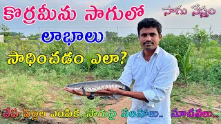 Fish Farming in Telugu  కొరమేను చేపల సాగు విధానం  Murrel Fish Farm  Desi Murrel  Sagu Nestham [upl. by Notsgnik541]