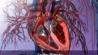 Cardiac Output and How to Calculate It  Visible Body [upl. by Amik]