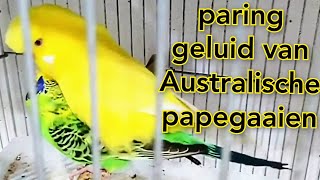 paringsgeluid van Australische papegaaien parkiet parende geluid grasparkiet vogel stem [upl. by Eecak]