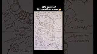 Life cycle of Plasmodium vivax👍 youtubeshorts science plasmodium shorts zoology biology [upl. by Llehcsreh196]