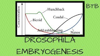 Drosophila Embryogenesis  Morphogen mRNA and protein gradients explained [upl. by Ruben923]