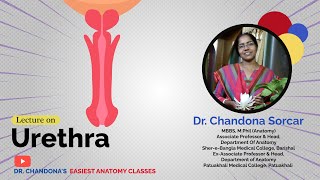 Lecture On Anatomy Of The Urethra [upl. by Miza]