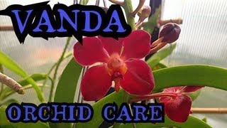 Vanda Orchid Care Info on watering and root health  quotHow to care for Orchidsquot [upl. by Htebaile653]