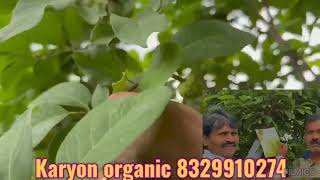 Karyon organic pvt ltd200सिताफळ सेटिंग बागतदार खुप खुप समाधान8329910274 [upl. by Ramsay]