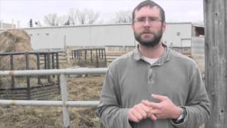 Beef Research School  Properly Diagnosing Causes of Lameness In Cattle [upl. by Ahsenrac357]