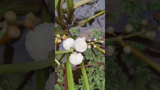 വെള്ളത്തിലെ റോസാചെടി short shalusplantworld shortvideos waterplants japonica plants trending [upl. by Boatwright]