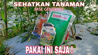 TIPS SEHATKAN TANAMAN CABAI RAWIT FASE GENERATIF PART 96HST [upl. by Nastassia]