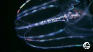 The Lovely Lobed Comb Jelly [upl. by Nahgam]