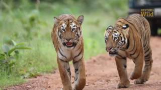 Tigers of Tadoba  the legend of Maya and Sonam [upl. by Ynavoeg]