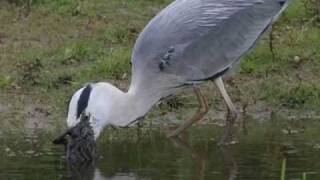 Heron Eats Rabbit [upl. by Gereld]