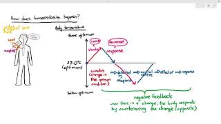 141 Introduction to Homeostasis Cambridge AS A Level Biology 9700 [upl. by Crescin]