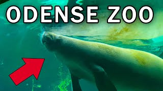 Odense Zoo Vlog Denmark [upl. by Teraj722]