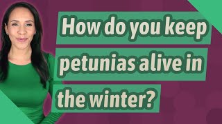 How do you keep petunias alive in the winter [upl. by Mima]