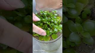 Miracles from leaves great ideas for indoor Dichondra Silver Falls potted plants [upl. by Sheeree]