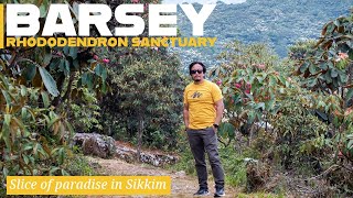 A slice of paradise in Sikkim  Barsey Rhododendron Sanctuary [upl. by Jochebed]