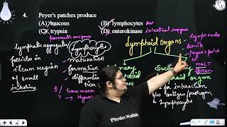 The following lymphoid organ provides the site for the interaction of lymphocytes with the antig [upl. by Panayiotis]