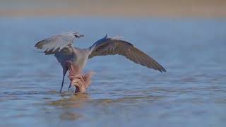 Reddish Egret Dance [upl. by Polly]