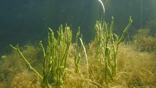 Freshwater Sponges  Can You Keep Them In An Aquarium [upl. by Siddon]