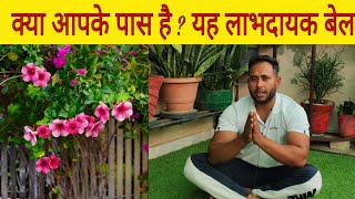 Allamanda plant care tips Flowering plants dwarf allarmanda की देखभाल flowering secret [upl. by Acimot138]