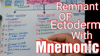 Derivatives of Ectoderm with Mnemonic [upl. by Sivam]