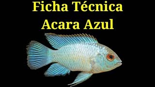 Ficha Técnica Acara Azul Andinoacara pulcher [upl. by Margaux]