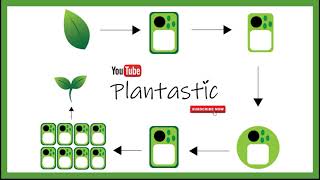 Plant Tissue Culture  Protoplast Culture [upl. by Endora]