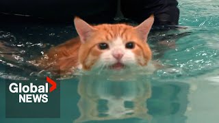 Fat cat quotPeachesquot makes splash on TikTok over weight loss routine [upl. by Eltsirk]