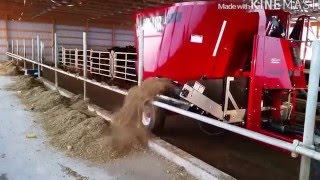 Feeding the black Angus with a JayLor 5350 TMR mixer [upl. by Carolann]