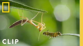 Monarch Migration and Metamorphosis  Incredible Animal Journeys  National Geographic [upl. by Smailliw]