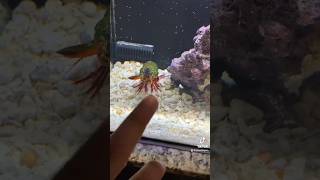 Mantis Shrimp Tries To Break Glass Aquarium CRAZY shorts [upl. by Hteb]