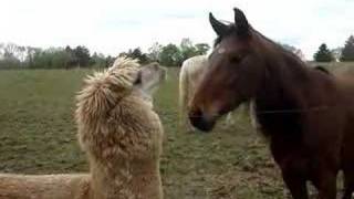 Cute Alpaca Video [upl. by Ronal]