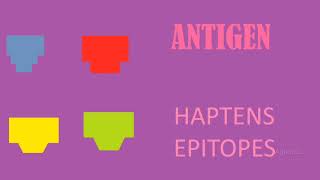 ANTIGEN  HAPTENS  EPITOPES  IMMUNOLOGY [upl. by Eiramnna828]