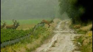 Herten springen over een raster [upl. by Welles]