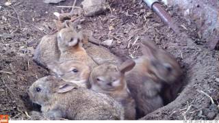 Young life  Baby rabbits and their mom Bushnell Nature View [upl. by Nogras770]