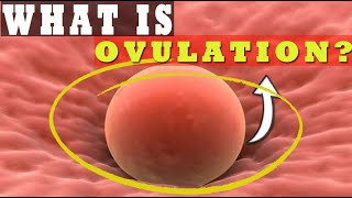 What Is Ovulation How Long Does Ovulation Occur Understanding Ovulation Process 🥚 [upl. by Aicia]