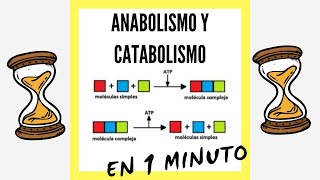 Anabolismo y Catabolismo EN 1 MINUTO [upl. by Fiel838]