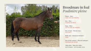 Lot 1  Broodmare Ode van de Mespel by Nabab de Rêve in foal to Bamako de Muze [upl. by Rehpotisrhc]