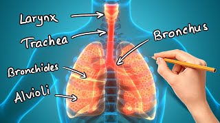 Structure and Function of LUNGS [upl. by Iover]