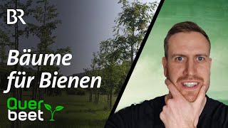 Reaktion auf Bäume für Bienen von Querbeet Welche Bäume nützen unseren Insekten wirklich [upl. by Marquita]